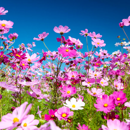 cosmos flowers spiritual emergence